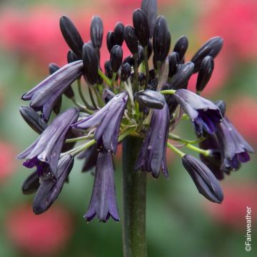 Agapanthe - Agapanthus Black Magic