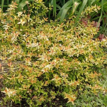 Abélia panaché ou Abelia X grandiflora ‘Kaleidoscope’