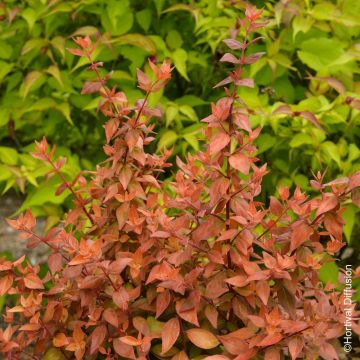 Abélia ou Abelia grandiflora Caramel Charm ®