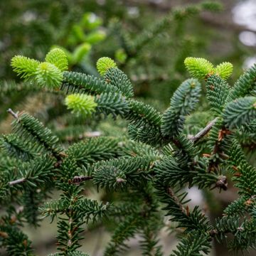 Sapin d’Espagne doré, sapin d’Andalousie doré ou Abies pinsapo ‘Aurea’