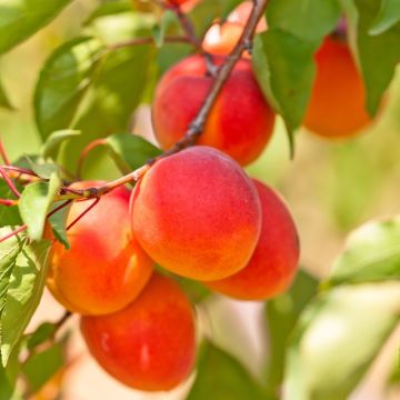 Abricotier ‘Rouge du Roussillon’