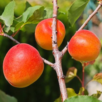 Abricotier nain GARDEN APRIGOLD ®