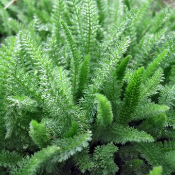 Achillée crithmifolia