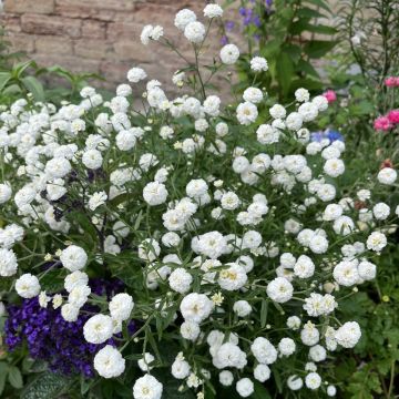 Achillea ptarmica The Pearl
