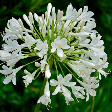 Agapanthe hybride Ever White