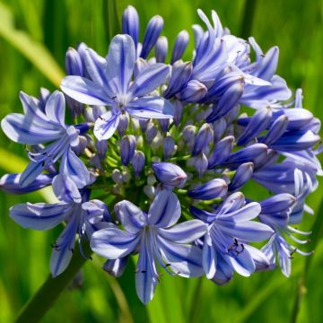 Agapanthe Full Moon - Agapanthus praecox subsp. orientalis