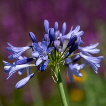 Agapanthe Intermedius