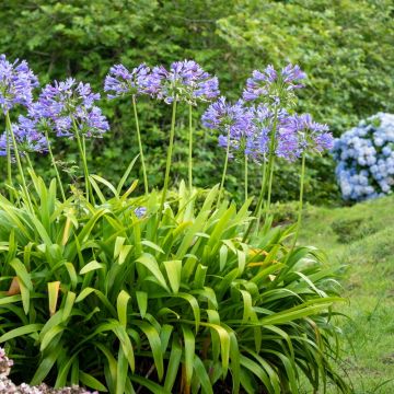 Agapanthes Bleues