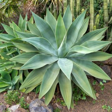Agave attenuata - Agave à cou de cygne