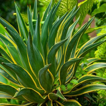 Agave attenuata - Agave à cou de cygne