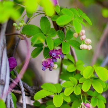 Akebia quinata, Akébie à 5 feuilles, grimpante parfumée Meilland Richardier