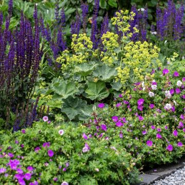 Alchémille commune - Alchemilla mollis