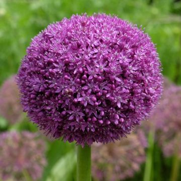 Ail d'ornement - Allium Ambassador