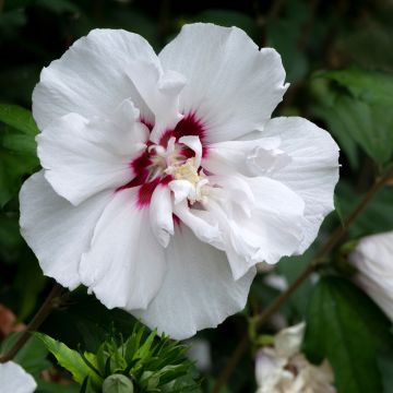 Hibiscus syriacus French Point