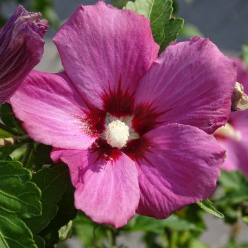 Hibiscus, Althéa Russian Violet II®
