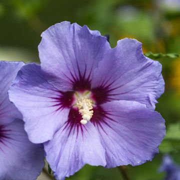 Hibiscus syriacus Ultramarine - Althéa bleu