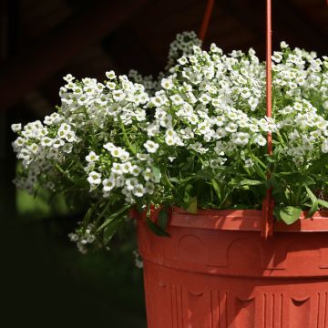 Alysse odorant - Lobularia Snow Princess