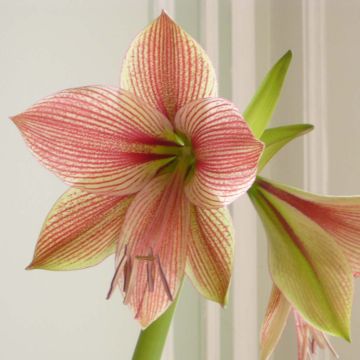 Amaryllis ou Hippeastrum Exotic Star