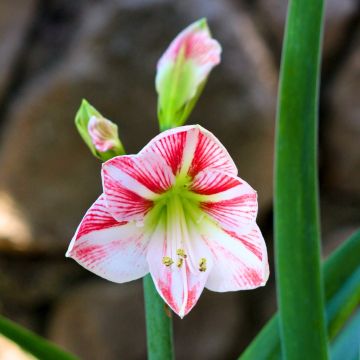 Amaryllis Clown