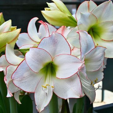 Amaryllis blanc Picotee