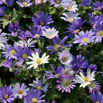 Anemones blanda en mélange - Anémones de Grèce