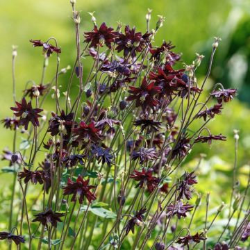 Ancolie hybride Black Barlow - Aquilegia Black Barlow