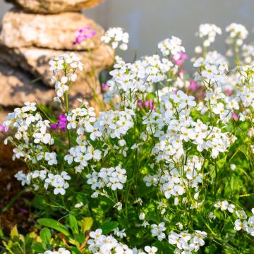 Arabis caucasica Alabaster