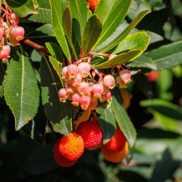 Arbutus unedo Roselily ® - Arbousier