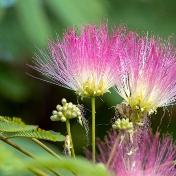 Albizia julibrissin Ombrella - Arbre de soie