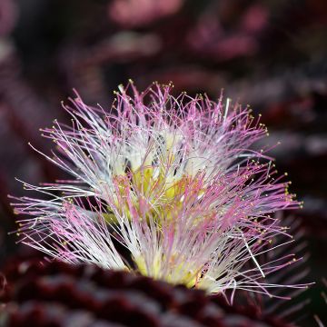 Albizia julibrissin Summer chocolate, arbre de soie