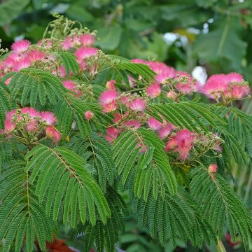 Arbre à soie, Albizia Tropical Dream
