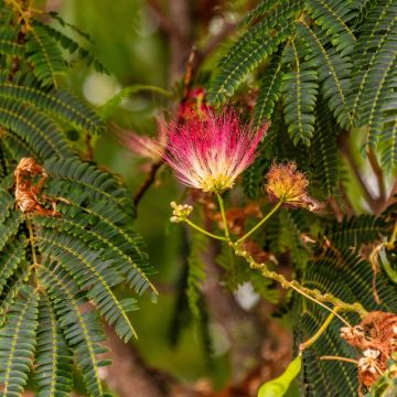 Albizia julibrissin Evey's Pride - Arbre de soie