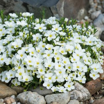 Sabline des Montagnes - Arenaria montana