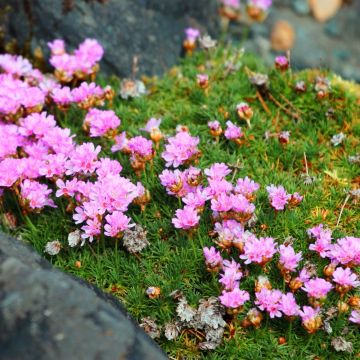 Armeria juniperifolia rose