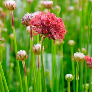 Gazon d'Espagne Ballerina Red