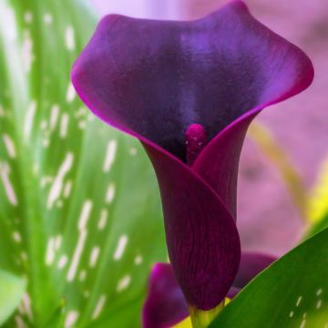 Arum ou Calla noir - Zantedeschia Schwartzwalder