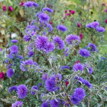 Aster de Nouvelle Belgique ‘Marie Ballard’