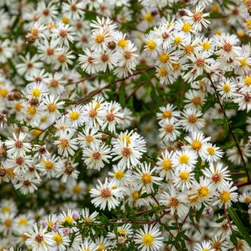 Aster d’automne haut ‘Monte Cassino’