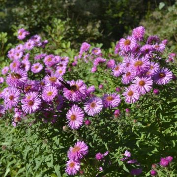 Aster d’automne haut ‘Pink Star’