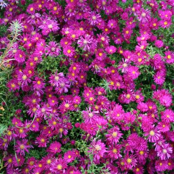Aster de Nouvelle Belgique ‘Winston S. Churchill’
