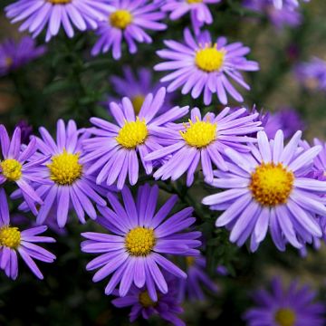 Aster nain Goliath