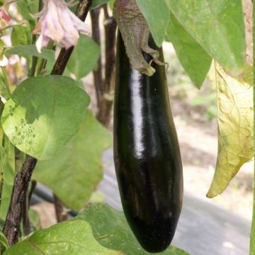 Aubergine de Barbentane