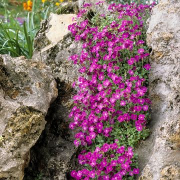 Aubriète royal rouge
