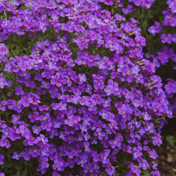Aubriete Royal Violet