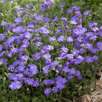 Aubriète bleue