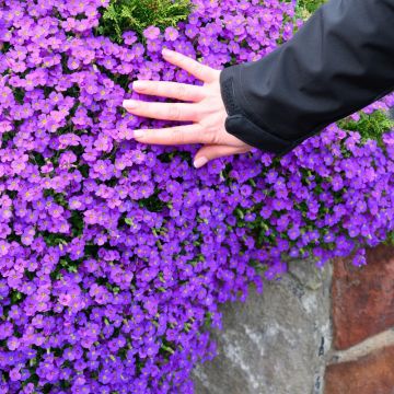 Aubriete Royal Violet - Aubrieta x cultorum