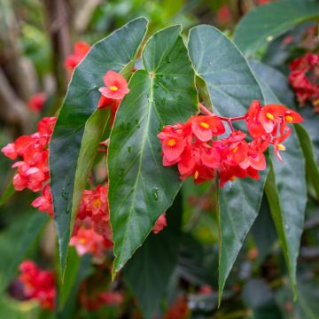 Bégonia Dragon Wing ® Red