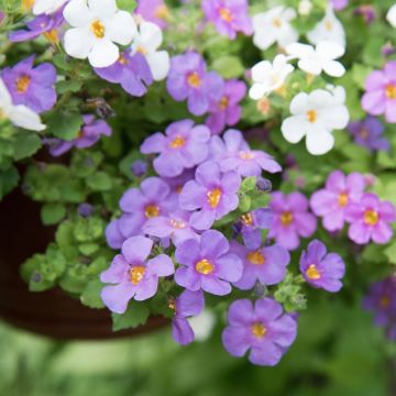 Bacopa Gulliver Blue Sensation - Sutera cordata
