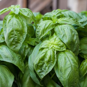 Basilic Grand Vert