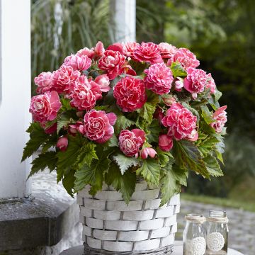Begonia Grandiflora Jaune
